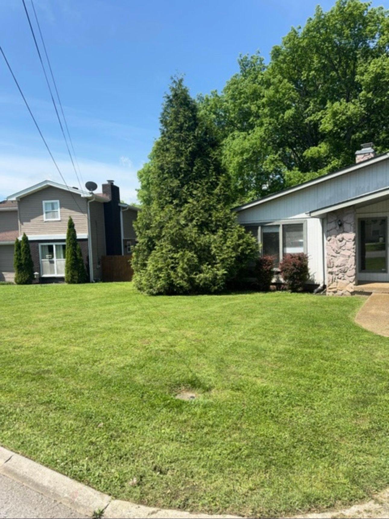 Suburban houses with well-maintained lawns and a tall evergreen tree on a sunny day.